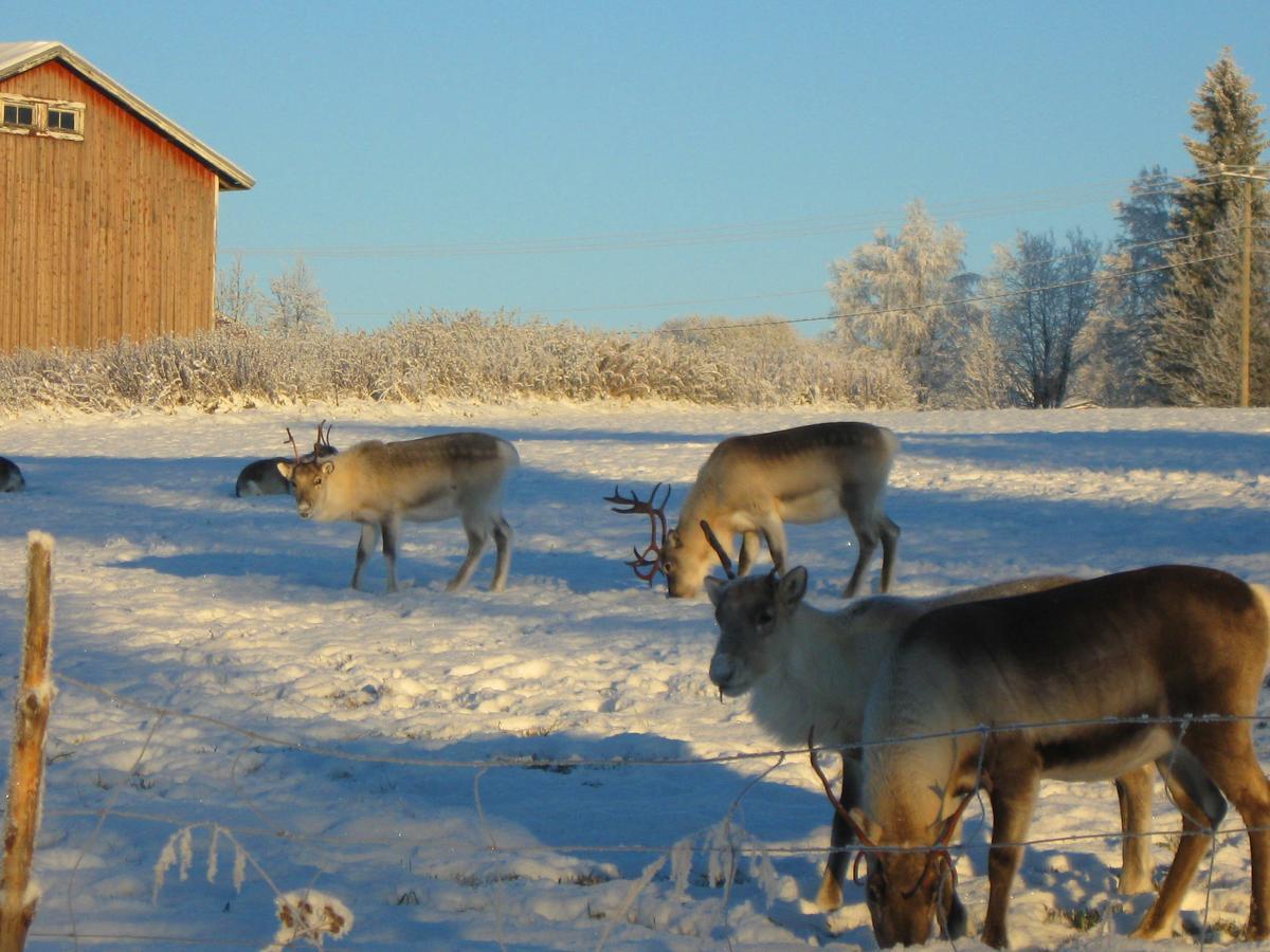 Kierinki Village Majatalo Eksteriør bilde